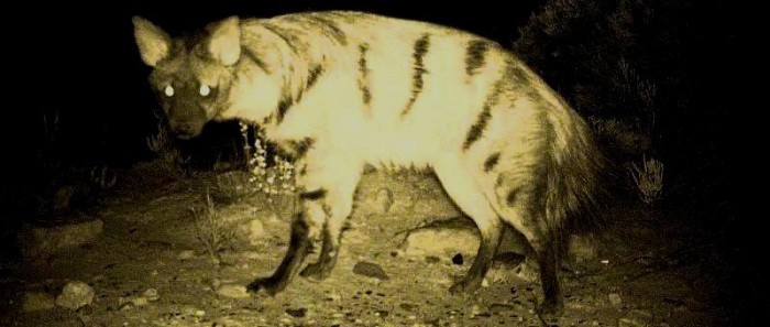Aardwolf