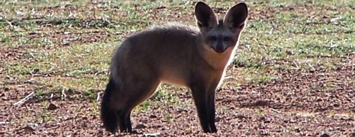 Bat-eared Fox