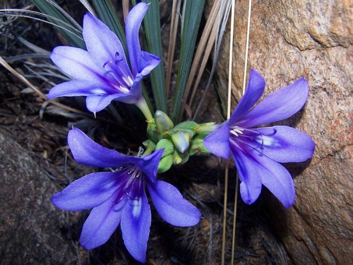 Babiana sambucina