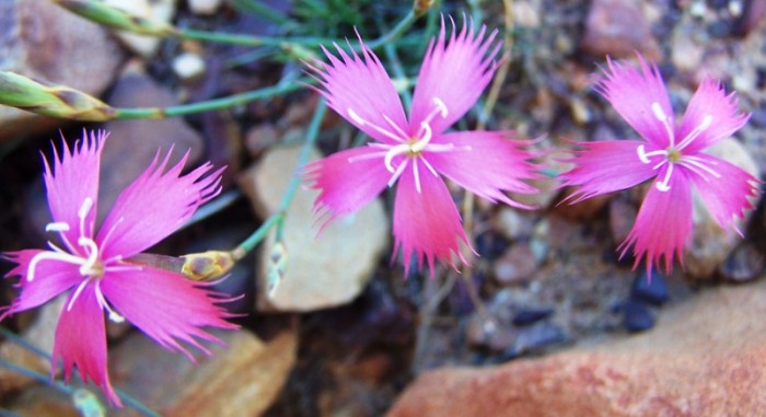 Dianthus bolusii / Mountain Carnation