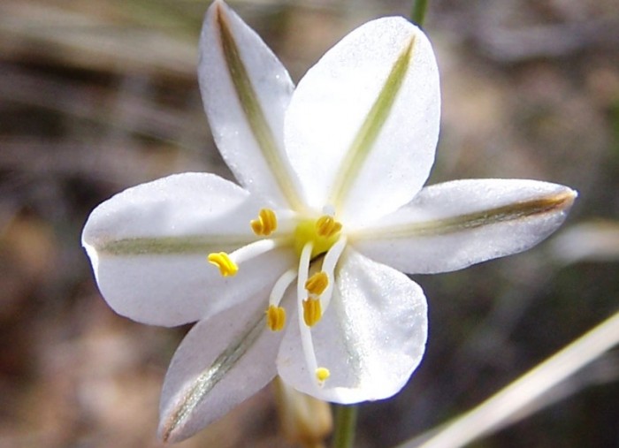 Our objective is the conservation of the flora of the Witteberg