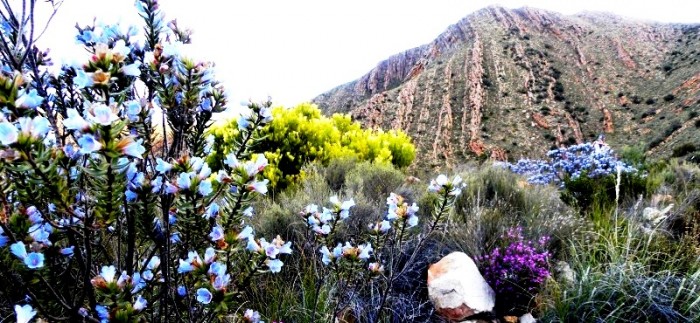 Flora along the trail