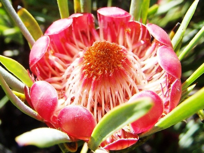 Protea canaliculata