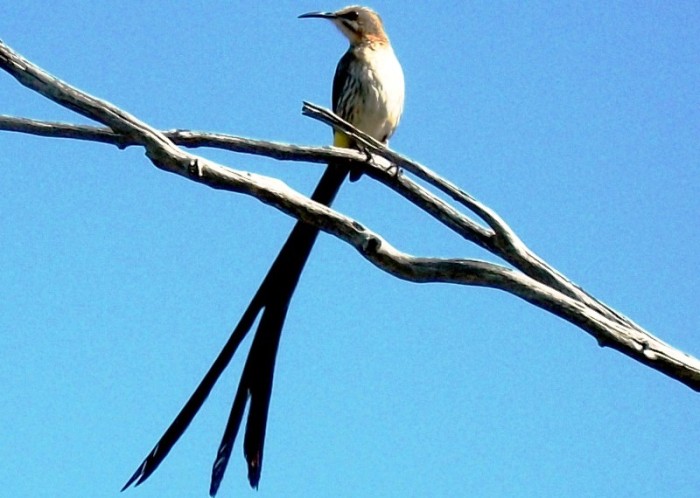 Cape Sugarbird