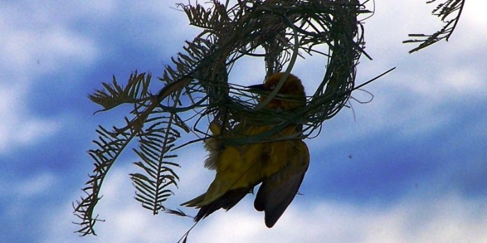 Cape Weaver building nest