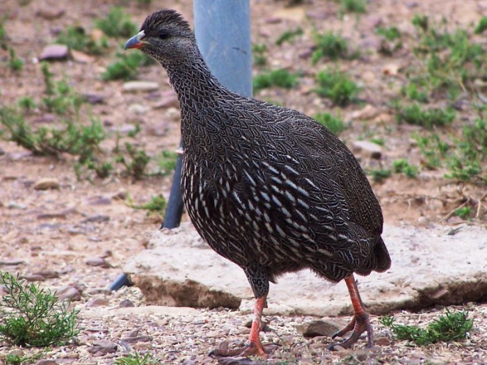 Cape Spurfowl