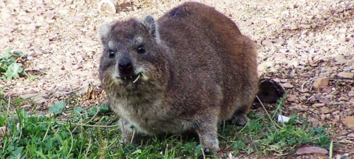 Dassie / Rock hyrax