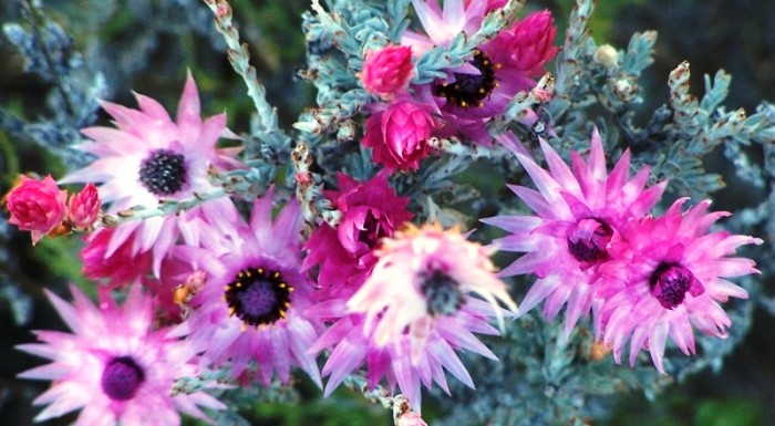 Syncarpha paniculata / Everlasting