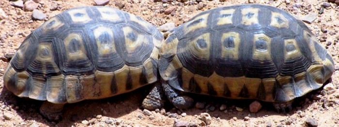 Angulate tortoises
