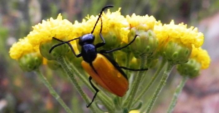 Meloidae - Prolytta coriacea kaszab / Blister Beetle