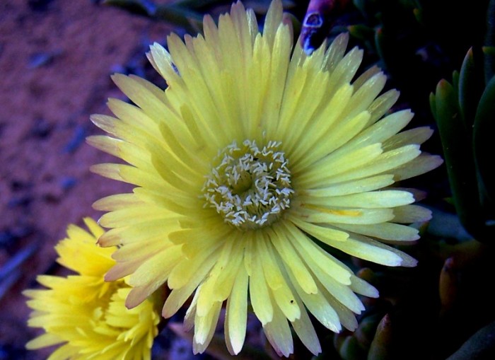 Our objective is the conservation of the flora of the Witteberg
