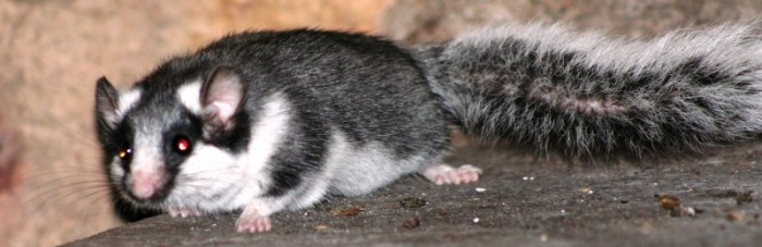 Spectacled dormouse