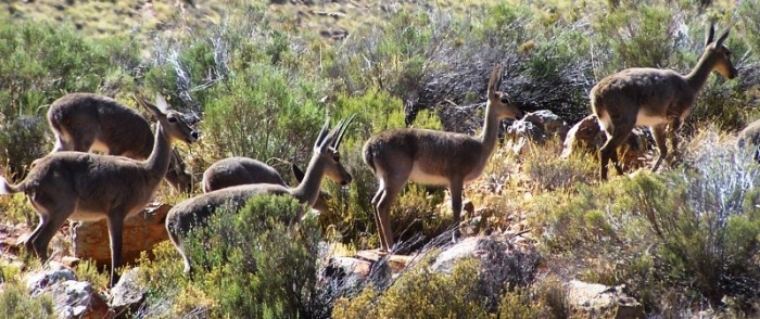 Grey rhebuck