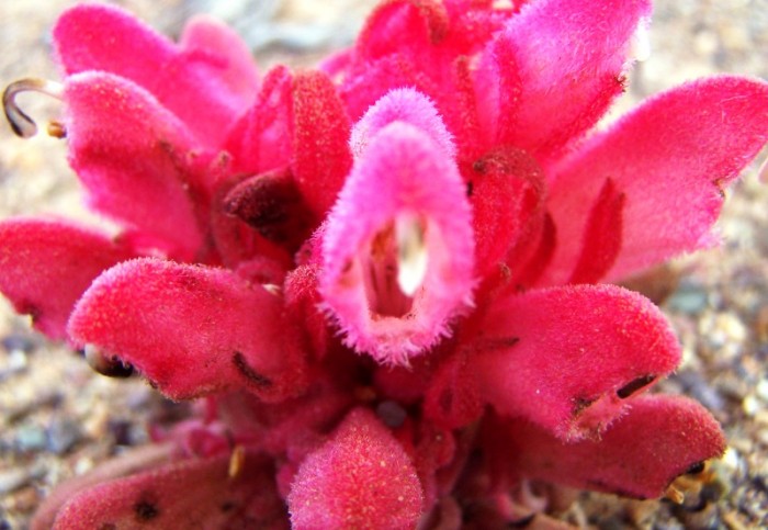 Our objective is the conservation of the flora of the Witteberg