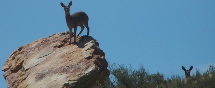 Klipspringer pair