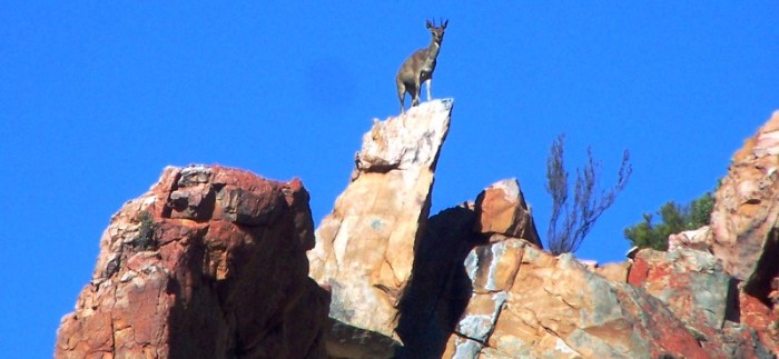 Klipspringer