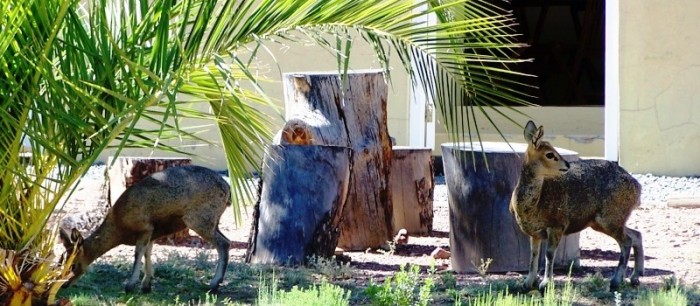 Klipspringers grazing in front of the self-catering apartments
