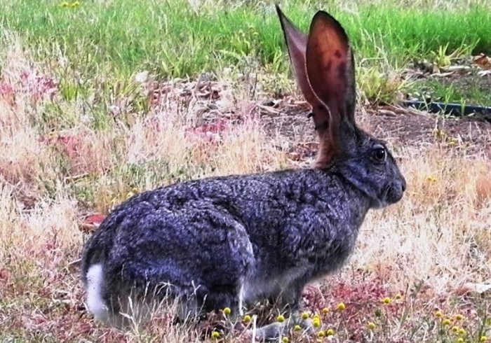 Scrub hare