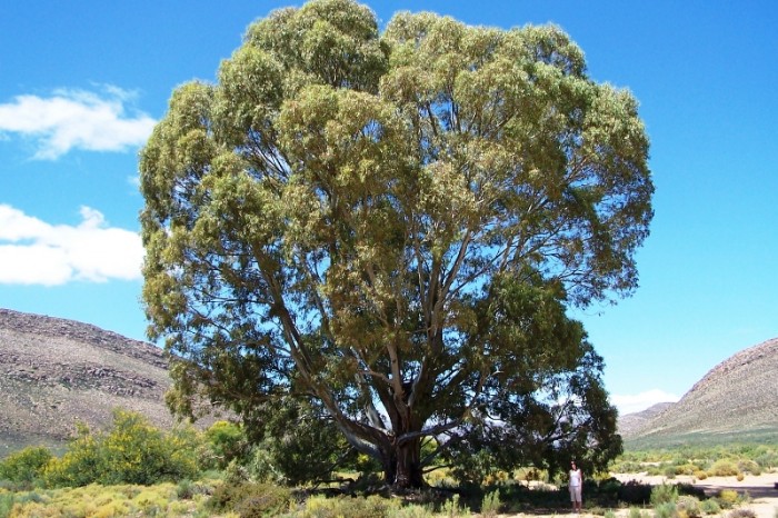 Kriel family graveyard under the only bluegum tree that was not removed (for historic reasons)