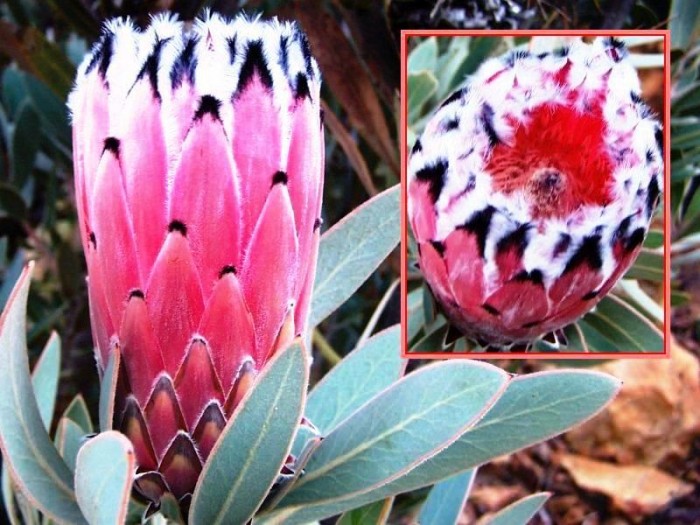 Protea laurifolia