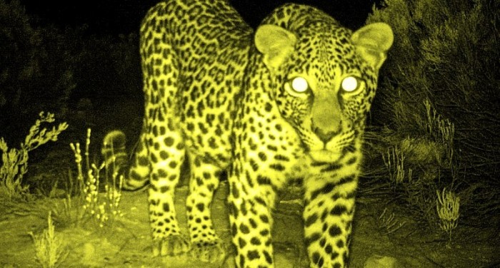 Leopard