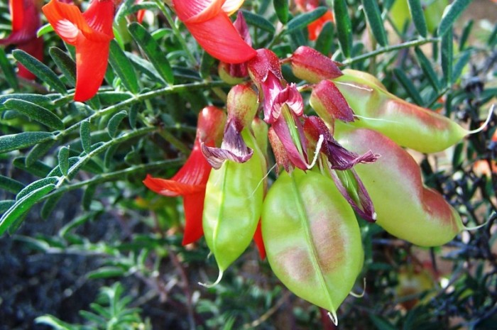 Lessertia frutescens