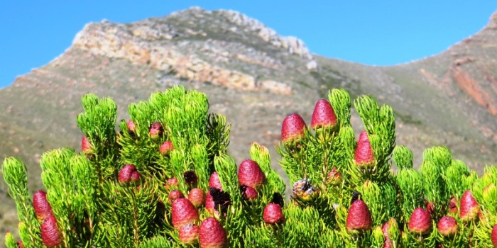 Leucadendron teretifolium