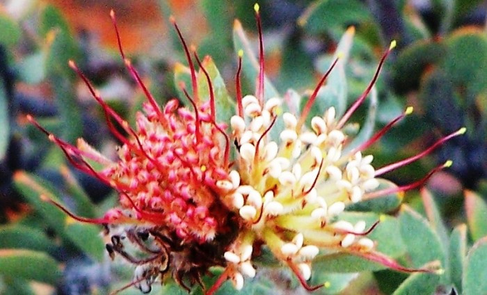 Leucospermum wittebergense