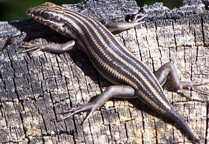Western Rock Skink