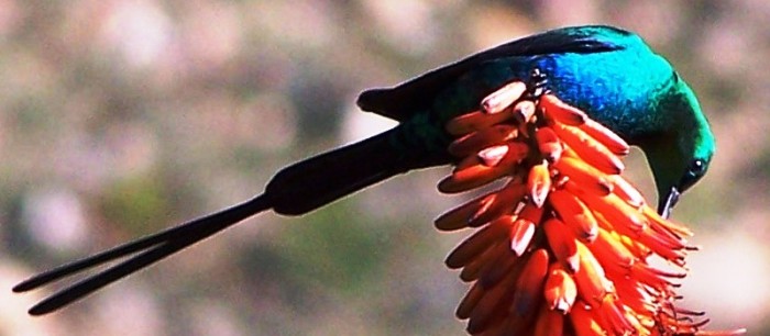 Malachite Sunbird