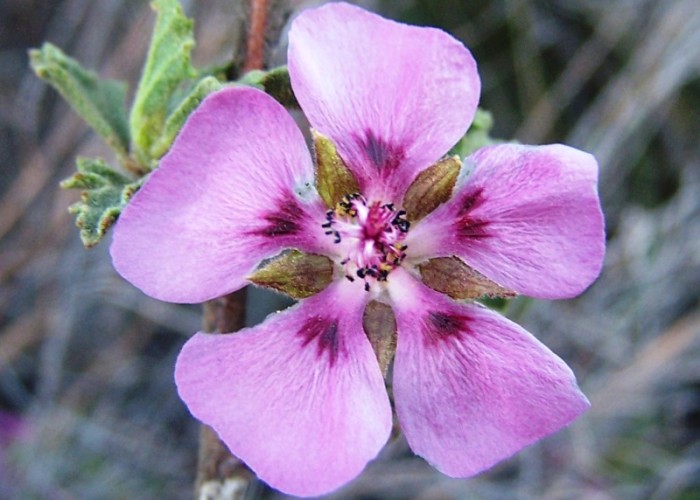 Our primary objective is the conservation of the flora of the Witteberg