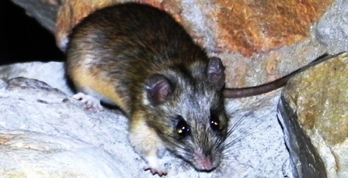 Namaqua rock mouse