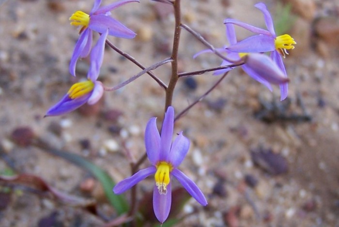 Our objective is the conservation of the flora of the Witteberg