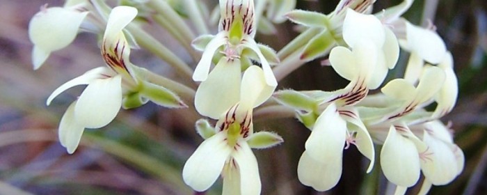 Our main objective is the conservation of the flora of the Witteberg