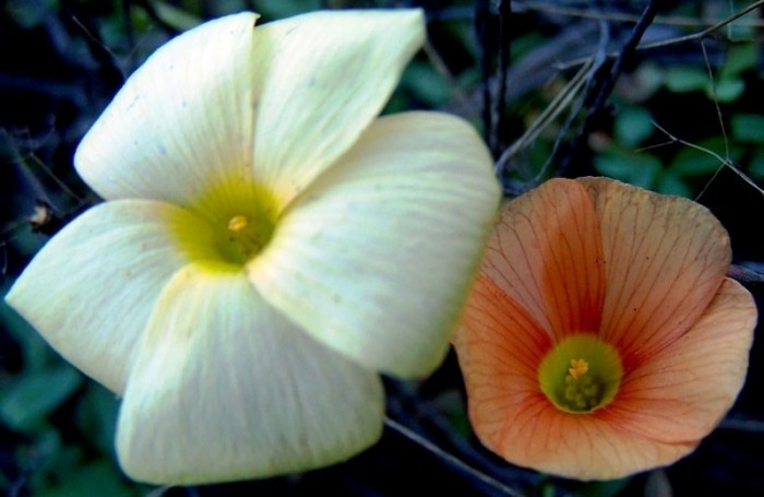 Oxalis