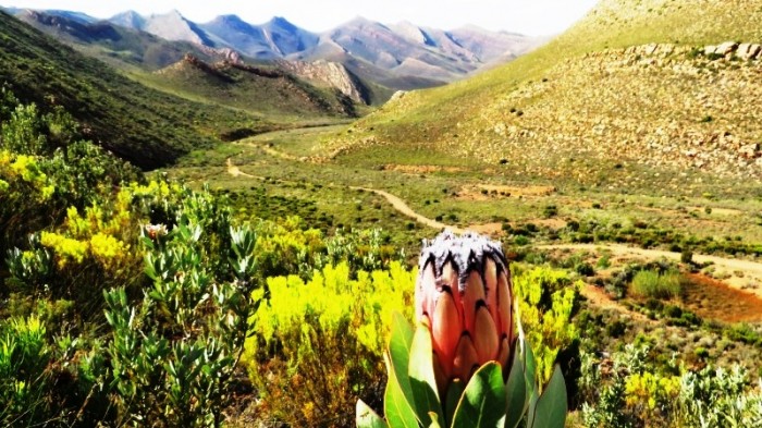 Protea laurifolia