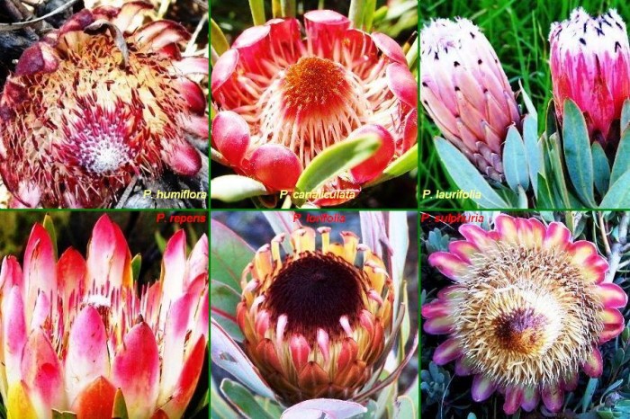 These 6 Protea species are likely to be in flower together during June/July:  P. humiflora, canaliculata, laurifolia, repens, lorifolia & sulphuria.
