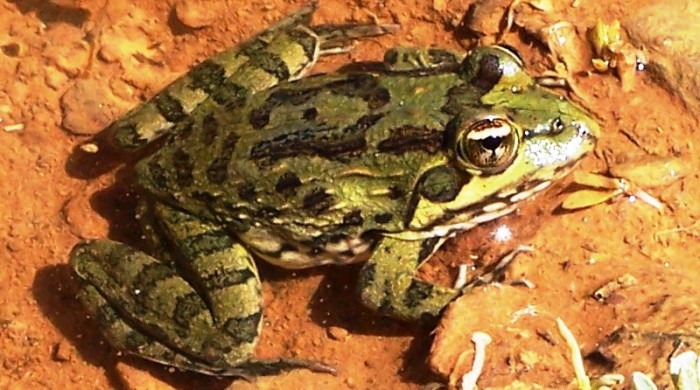 Frog