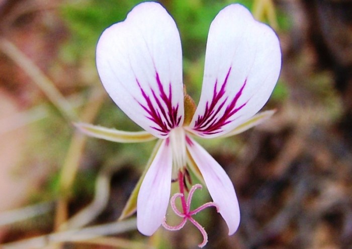 Pelargonium myrhifolium