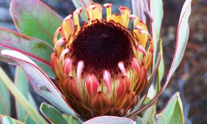 Protea lorifolia