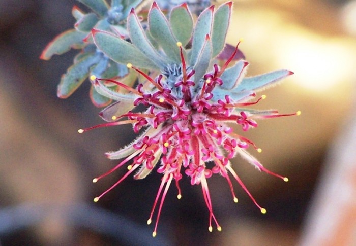 Leucospermum wittebergense