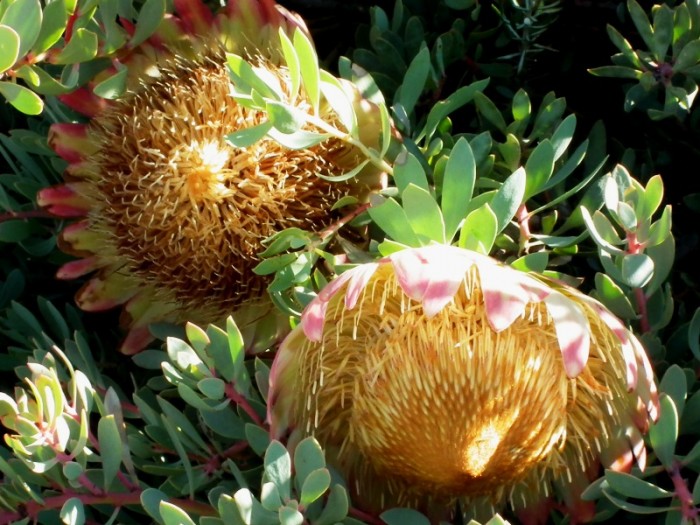 Protea sulphuria