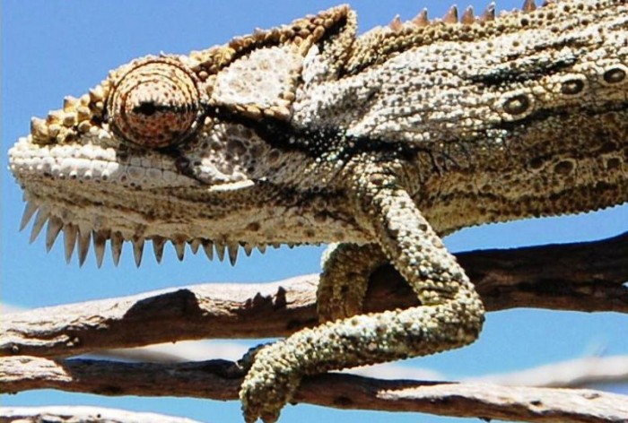 Robertson dwarf chameleon