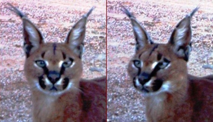 Caracal