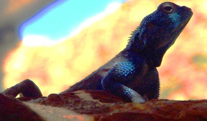 Southern Rock Agama