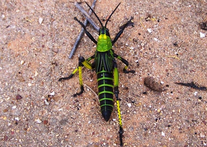 Grasshopper