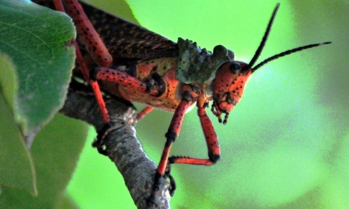 Phymateus morbilossus / Common Milkweed Locust