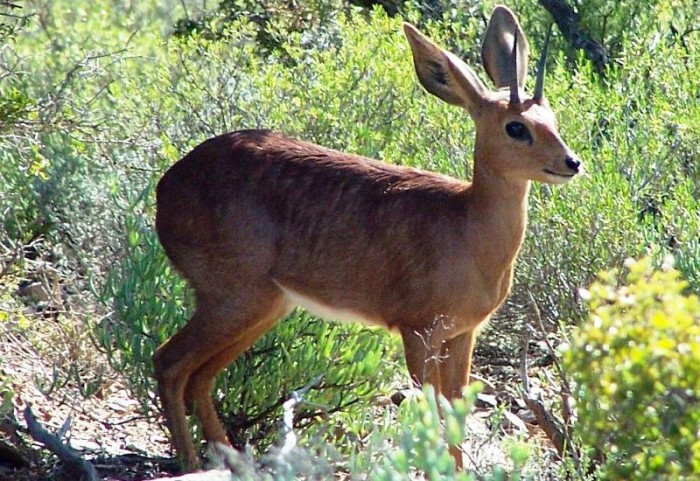 Steenbok
