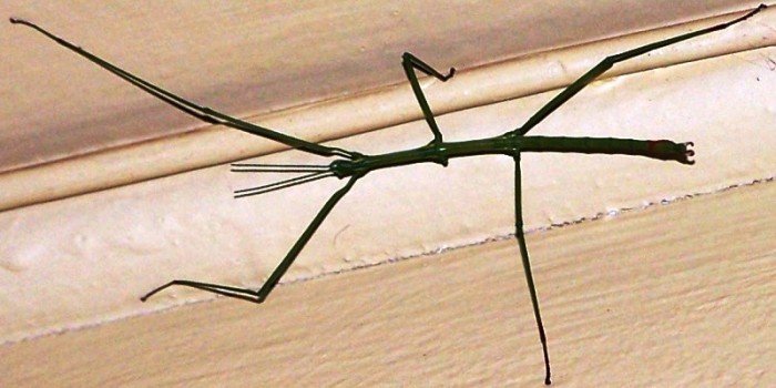 Cape Stick Insect