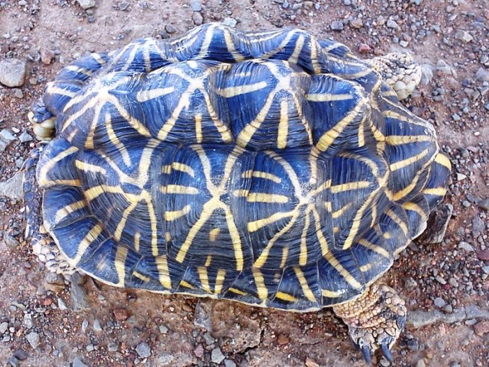 Psammobates tentorius tentorius / Tent Tortoise